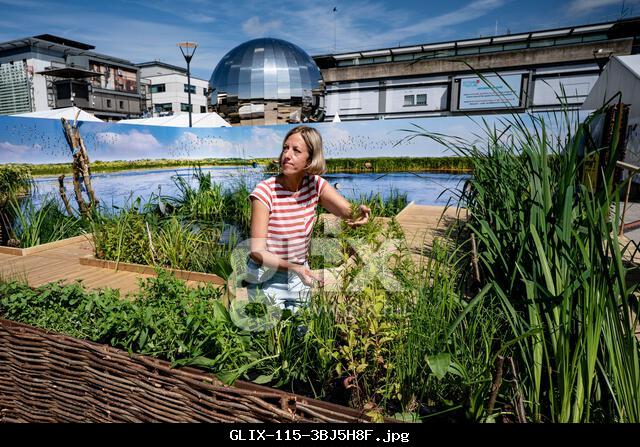 Finishing touches are made to plants and aquatic features at the UK's first ever pop-up urban wetland at Millennium Square, Bristol, ahead of the Festival of Nature's wild weekend on June 14 and 15. Picture date: Friday June 13, 2025.