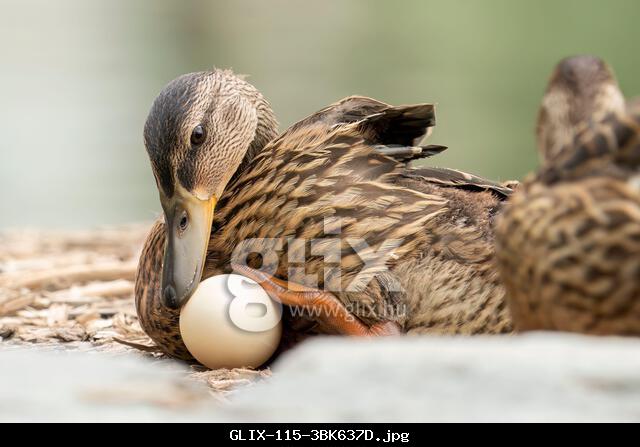 Washington, D.C, Washington, D.C, USA. 18th June, 2025. A duck nests on an egg at the U.S. Capitol's Constitution Gardens in Washington, DC (Credit Image: © Ronen Tivony/ZUMA Press Wire) EDITORIAL USAGE ONLY! Not for Commercial USAGE!