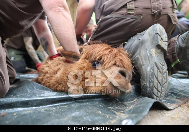 Halberstadt, Germany. 26th June, 2025. Animal keepers hold an alpaca while it is shorn. The German Woolhandling Champion visits the Halberstadt animal enclosure every year to free the alpacas from their winter wool. The precious wool is used to make items of clothing. Credit: Matthias Bein/dpa/Alamy Live News