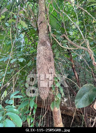 Cecropia Ants and Allies (Azteca), Insecta, Soberanía National Park, Panamá, PA, 3.5 to 4 foot long 'paper-like' nest on tree trunk. Texture was pale beige/brown and appeared soft, layered, and peeling. Cecropia Ants and Allies (Genus Azteca) Nests are usually 'cigar-shaped,' tan in color, softly layered in texture, and papier-mâché-like. Confirmed observations of Azteca (Ants genus) Nests: Nest in Colombia: https://www.inaturalist.org/observations/236352429 Nest in Panama: https://www.inaturalist.org/observations/156663784 and another Nest in Panama: https://www.inaturalist.org/observations/1