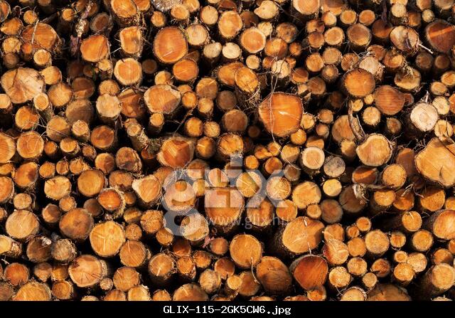 Logged forestry pile, lots of rings and patterns
