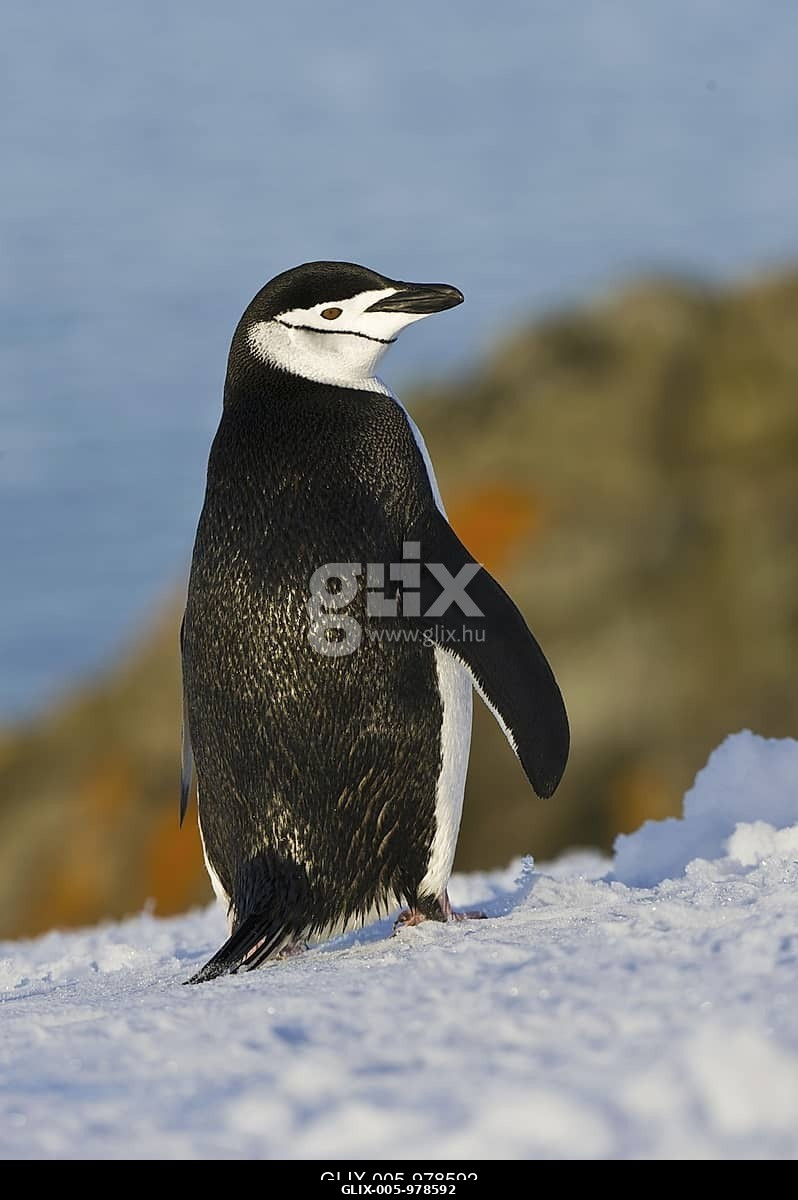 Állszíjas pingvin (Pygoscelis antarcticus), Antarktisz