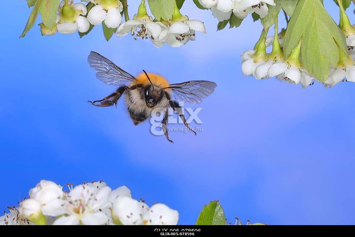 Közönséges kártoló méh (Bombus pascuorum) repülés közben, gyorsrepülő természetfotó, kétnyelű középvidéki galagonya (Crataegus laevigata) felett, S...