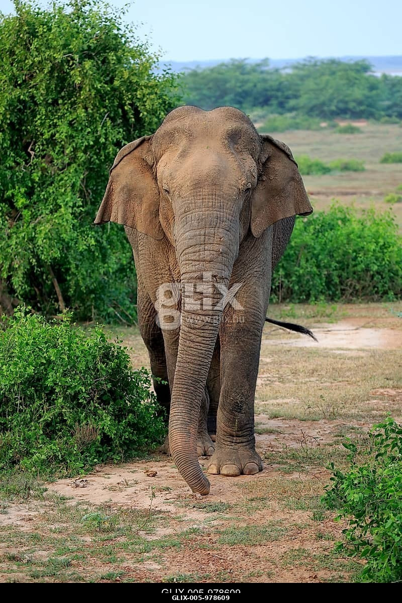 Srí lankai elefánt (Elephas maximus maximus), ázsiai elefánt, felnőtt hím, Bundala Nemzeti Park, Srí Lanka