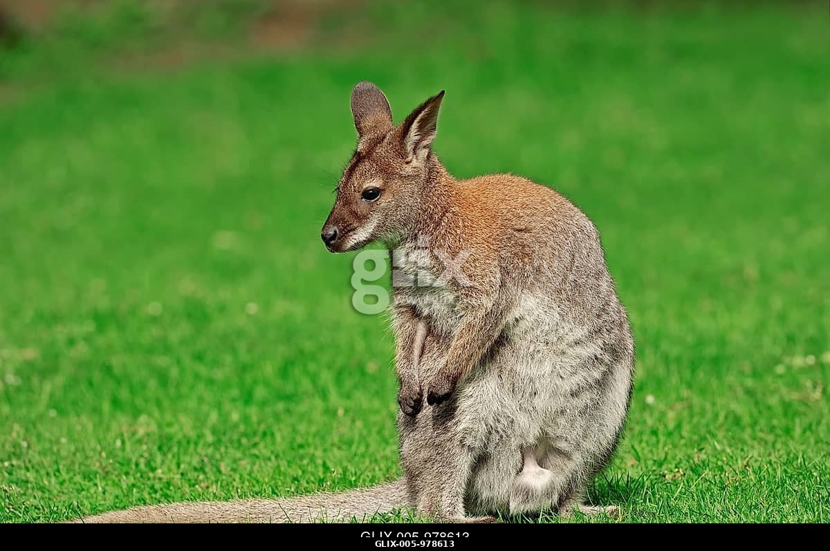 Vörösnyakú kenguru (Macropus rufogriseus), Ausztráliából, fogságban, Észak-Rajna-Vesztfália, Németország, Európa