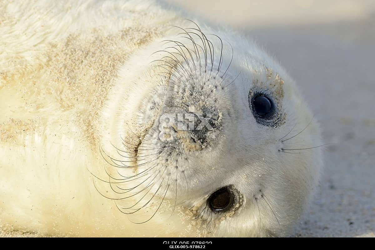 Grey Seal (Halichoerus grypus), pup, Heligoland Düne, Schleswig-Holstein, Germany