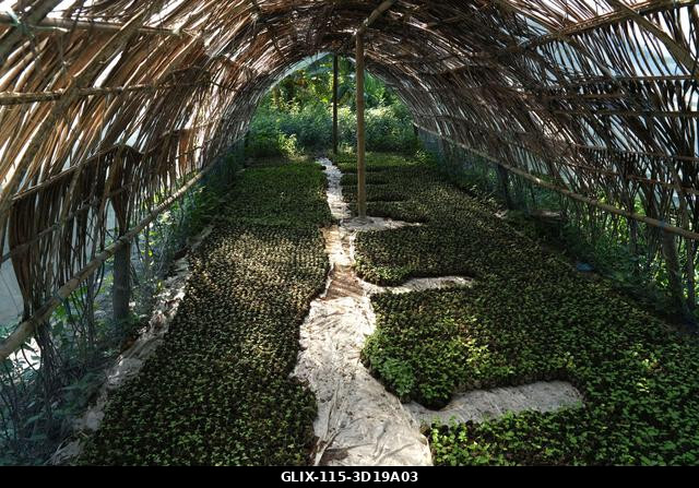 Nazirpur, Pirojpur, Banglades. 2025. október 27. A bangladesi Pirojpur körzet Nazirpur uniójában a gazdák úszóágyásokon nevelt zöldségpalántákat gy...
