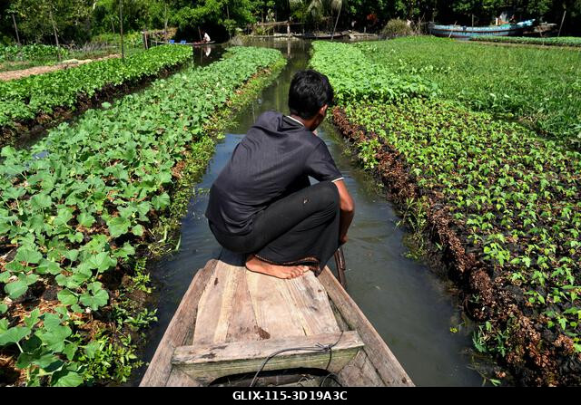 Nazirpur, Pirojpur, Banglades. 2025. október 27. A pirojpuri körzet Nazirpur uniójában, Bangladesben a gazdák úszó zöldségeskertekben nevelnek palá...