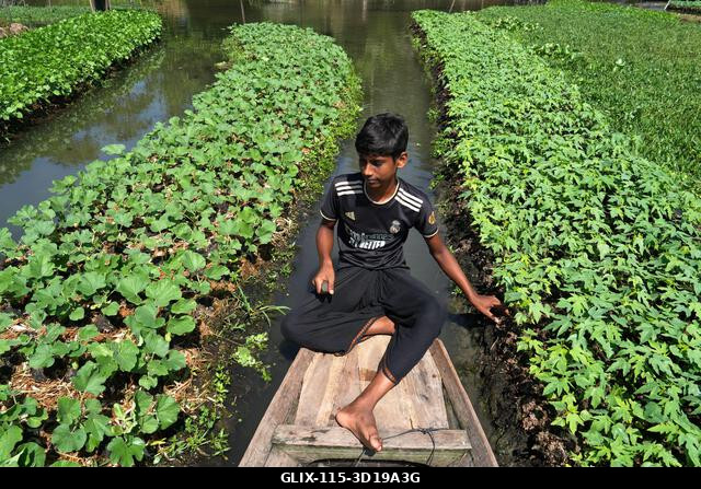 Nazirpur, Pirojpur, Banglades. 2025. október 27. A pirojpuri körzet Nazirpur uniójában, Bangladesben a gazdák úszó zöldségeskertekben nevelnek palá...