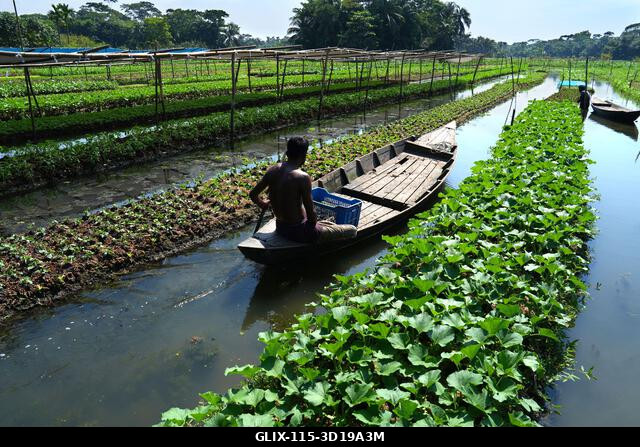 Nazirpur, Pirojpur, Banglades. 2025. október 27. A pirojpuri körzet Nazirpur uniójában, Bangladesben a gazdák úszó zöldségeskertekben nevelnek palá...