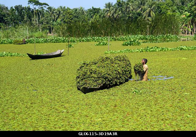 Nazirpur, Pirojpur, Banglades. 2025. október 27. A pirojpuri körzet Nazirpur uniójában, Bangladesben egy gazda a földjén termesztett vízijácintokat...