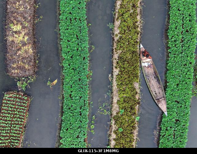 Nazirpur, Pirojpur, Banglades. 2026. július 14., Nazirpur, Pirojpur, Banglades: Egy gazda zöldségpalántákat gondoz egy úszó kertben Nazirpur Upazil...
