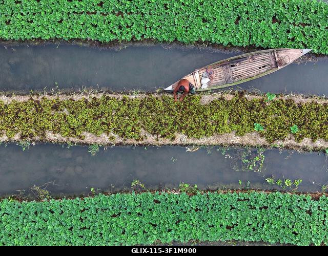 Nazirpur, Pirojpur, Banglades. 2026. július 14., Nazirpur, Pirojpur, Banglades: Egy gazda zöldségpalántákat gondoz egy úszó kertben Nazirpur Upazil...