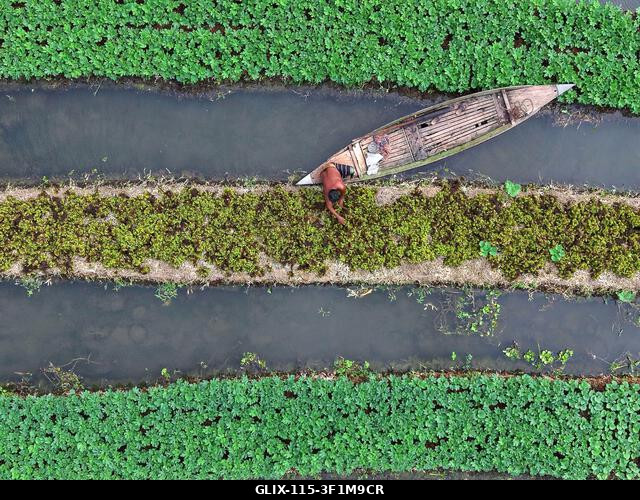 Nazirpur, Pirojpur, Banglades. 2026. július 14., Nazirpur, Pirojpur, Banglades: Egy gazda zöldségpalántákat gondoz egy úszó kertben Nazirpur Upazil...