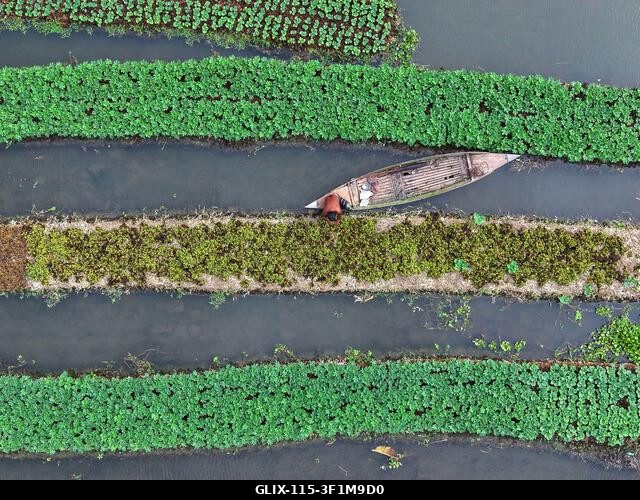Nazirpur, Pirojpur, Banglades. 2026. július 14., Nazirpur, Pirojpur, Banglades: Egy gazda zöldségpalántákat gondoz egy úszó kertben Nazirpur Upazil...