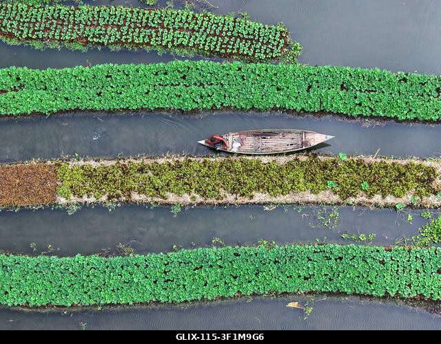 Nazirpur, Pirojpur, Banglades. 2026. július 14., Nazirpur, Pirojpur, Banglades: Egy gazda zöldségpalántákat gondoz egy úszó kertben Nazirpur Upazil...