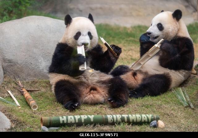 LEGJOBB KÉPEK - A hongkongi születésű panda ikrek, Jia Jia és De De a hongkongi Ocean Parkban, 2026. augusztus 14-én. A hongkongi panda ikrek ma ün...
