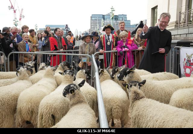 Juhokat áldanak meg, mielőtt Gloria Hunniford áthajtja őket a londoni Southwark hídon a 2026-os Woolmen's Sheep Drive során. A Woolmen's Sheep Driv...