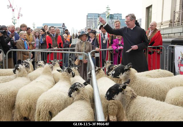 Juhokat áldanak meg, mielőtt Gloria Hunniford áthajtja őket a londoni Southwark hídon a 2026-os Woolmen's Sheep Drive során. A Woolmen's Sheep Driv...