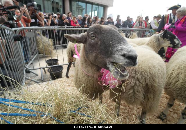 Juhokat etetnek, mielőtt Gloria Hunniford áthajtja őket a londoni Southwark hídon a 2026-os Woolmen's Sheep Drive során. A Woolmen's Sheep Drive eg...