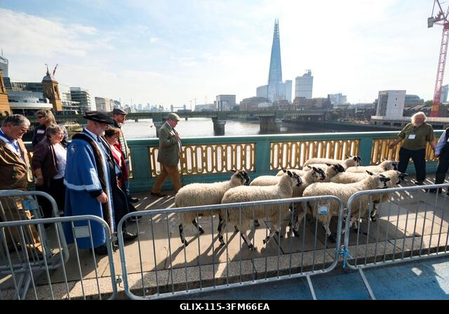 Southwark híd, London, Egyesült Királyság. 2026. szeptember 27. A 2026-os juhösvény a Southwark hídon. Gloria Hunniforddal. Fotó: Matthew Chattle/A...