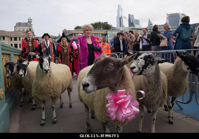 Gloria Hunniford (középen) juhokat hajt át a Southwark hídon Londonban a 2026-os Woolmen's Sheep Drive során. A Woolmen's Sheep Drive egy több száz...