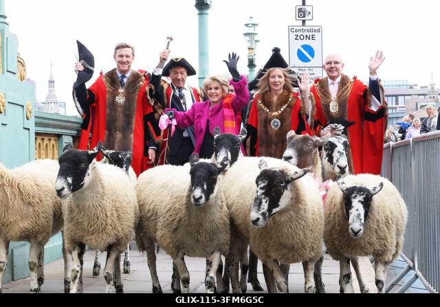 London, Egyesült Királyság, 2026. szeptember 27. A nemzeti kincs és műsorszolgáltató, Gloria Hunniford OBE vezette a 2026-os Woolmens' Sheep Drive...