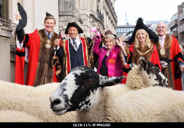 London, Egyesült Királyság, 2026. szeptember 27. A nemzeti kincs és műsorszolgáltató, Gloria Hunniford OBE vezette a 2026-os Woolmens' Sheep Drive...
