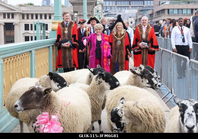 London, Egyesült Királyság, 2026. szeptember 27. A nemzeti kincs és műsorszolgáltató, Gloria Hunniford OBE vezette a 2026-os Woolmens' Sheep Drive...