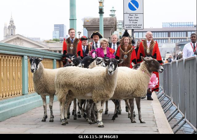 London, Egyesült Királyság, 2026. szeptember 27. A nemzeti kincs és műsorszolgáltató, Gloria Hunniford OBE vezette a 2026-os Woolmens' Sheep Drive...