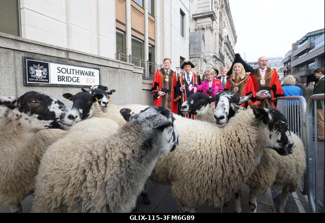 London, Egyesült Királyság, 2026. szeptember 27. A nemzeti kincs és műsorszolgáltató, Gloria Hunniford OBE vezette a 2026-os Woolmens' Sheep Drive...