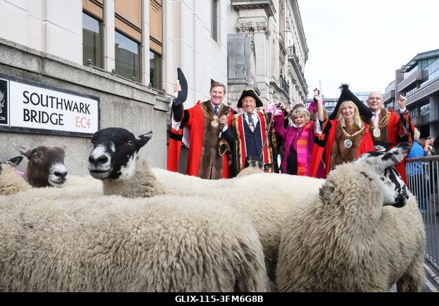London, Egyesült Királyság, 2026. szeptember 27. A nemzeti kincs és műsorszolgáltató, Gloria Hunniford OBE vezette a 2026-os Woolmens' Sheep Drive...