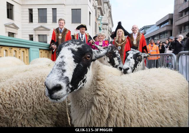 London, Egyesült Királyság, 2026. szeptember 27. A nemzeti kincs és műsorszolgáltató, Gloria Hunniford OBE vezette a 2026-os Woolmens' Sheep Drive...