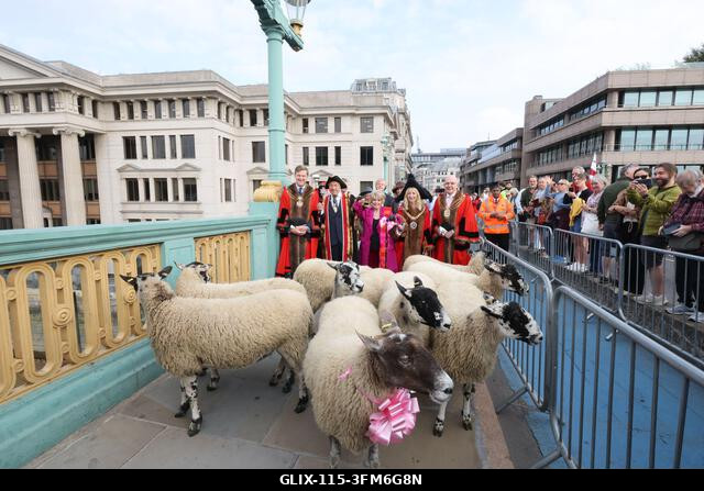 London, Egyesült Királyság, 2026. szeptember 27. A nemzeti kincs és műsorszolgáltató, Gloria Hunniford OBE vezette a 2026-os Woolmens' Sheep Drive...