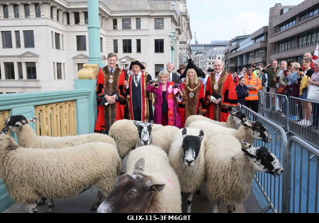 London, Egyesült Királyság, 2026. szeptember 27. A nemzeti kincs és műsorszolgáltató, Gloria Hunniford OBE vezette a 2026-os Woolmens' Sheep Drive...