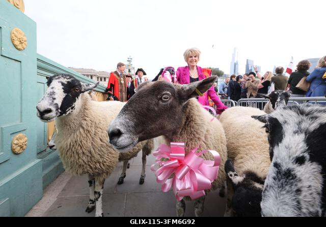 London, Egyesült Királyság, 2026. szeptember 27. A nemzeti kincs és műsorszolgáltató, Gloria Hunniford OBE vezette a 2026-os Woolmens' Sheep Drive...