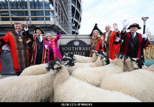 London, Egyesült Királyság, 2026. szeptember 27. A nemzeti kincs és műsorszolgáltató, Gloria Hunniford OBE vezette a 2026-os Woolmens' Sheep Drive...