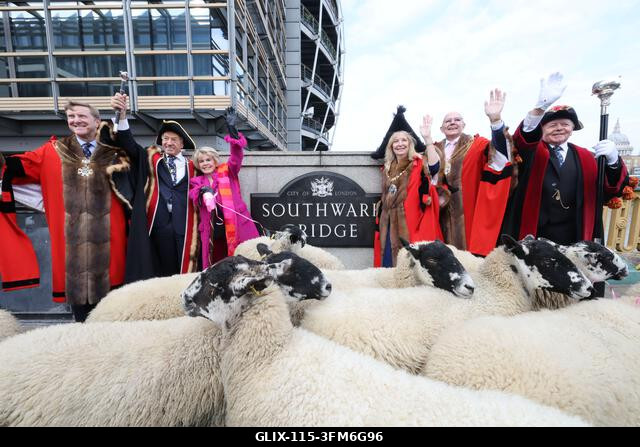 London, Egyesült Királyság, 2026. szeptember 27. A nemzeti kincs és műsorszolgáltató, Gloria Hunniford OBE vezette a 2026-os Woolmens' Sheep Drive...