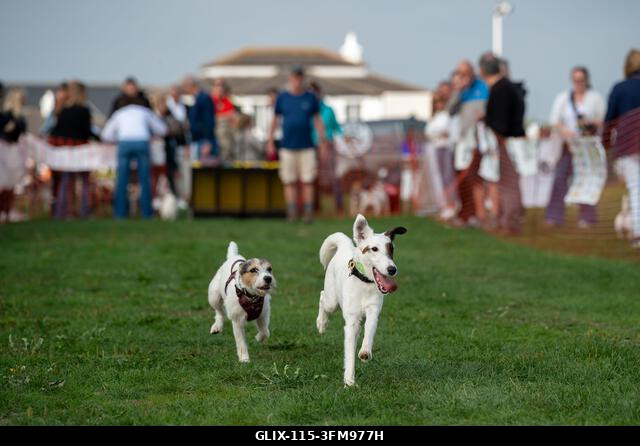 Terrierek versenyeznek a 2026-os Terrier Derbyn, amelyet a surrey-i Epsom Racecourse-on rendeztek. Terrierek versenyeztek az éves Terrier Derbyn, a...