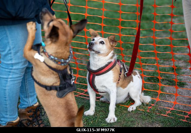 Terrierek versenyeznek a 2026-os Terrier Derbyn, amelyet a surrey-i Epsom Racecourse-on rendeztek. Terrierek versenyeztek az éves Terrier Derbyn, a...