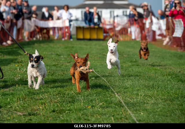 Terrierek versenyeznek a 2026-os Terrier Derbyn, amelyet a surrey-i Epsom Racecourse-on rendeztek. Terrierek versenyeztek az éves Terrier Derbyn, a...