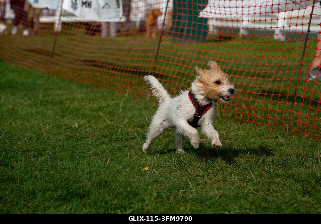 Egy terrier, amint a 2026-os, Surrey-ben található Epsom Racecourse-on megrendezett Terrier Derbyn versenyez. Terrierek versenyeztek az Epsom Racec...
