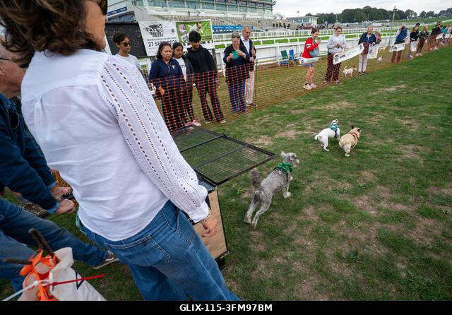 Terrierek versenyeznek a 2026-os Terrier Derbyn, amelyet a surrey-i Epsom Racecourse-on rendeztek. Terrierek versenyeztek az éves Terrier Derbyn, a...