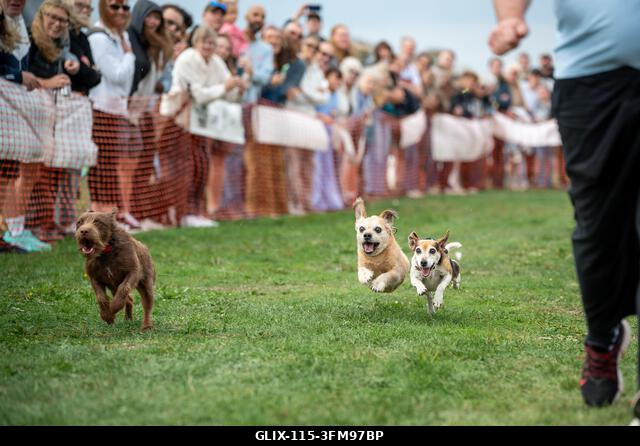 Terrierek versenyeznek a 2026-os Terrier Derbyn, amelyet a surrey-i Epsom Racecourse-on rendeztek. Terrierek versenyeztek az éves Terrier Derbyn, a...
