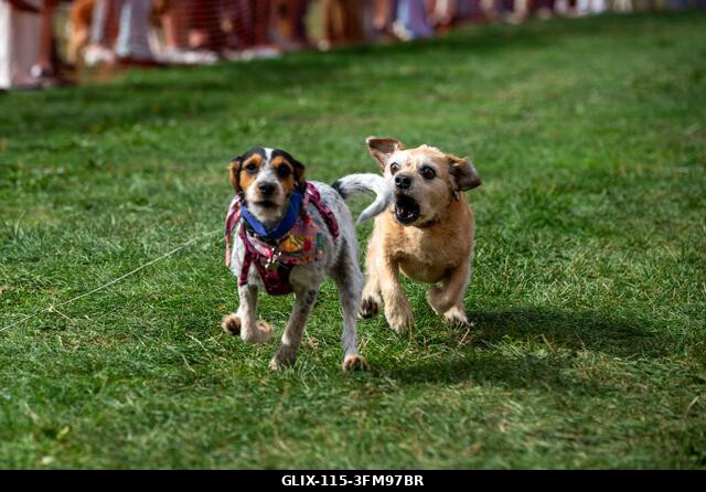 Terrierek versenyeznek a 2026-os Terrier Derbyn, amelyet a surrey-i Epsom Racecourse-on rendeztek. Terrierek versenyeztek az éves Terrier Derbyn, a...
