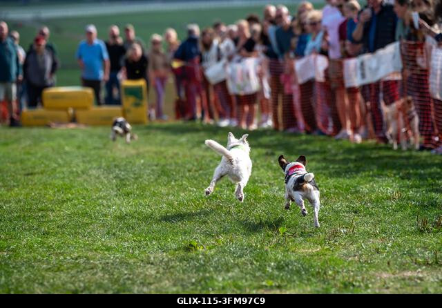 Terrierek versenyeznek a 2026-os Terrier Derbyn, amelyet a surrey-i Epsom Racecourse-on rendeztek. Terrierek versenyeztek az éves Terrier Derbyn, a...