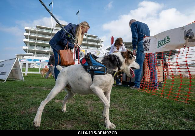 Egy terrier, amint a 2026-os, Surrey-ben található Epsom Racecourse-on megrendezett Terrier Derbyn versenyez. Terrierek versenyeztek az Epsom Racec...