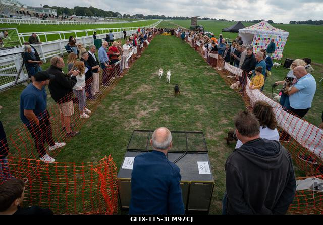 Terrierek versenyeznek a 2026-os Terrier Derbyn, amelyet a surrey-i Epsom Racecourse-on rendeztek. Terrierek versenyeztek az éves Terrier Derbyn, a...
