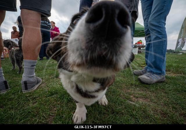 Egy corgi versenyez a 2026-os Terrier Derbyn, amelyet a surrey-i Epsom Racecourse-on rendeztek. Terrierek versenyeztek az Epsom Racecourse-on, Surr...