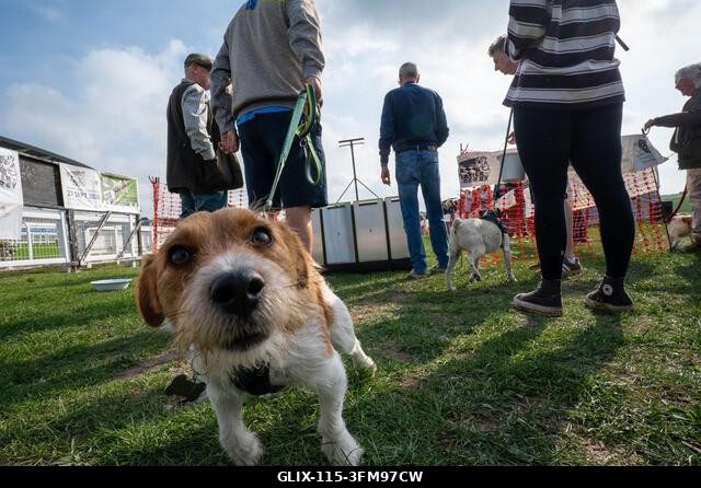 Egy terrier, amint a 2026-os, Surrey-ben található Epsom Racecourse-on megrendezett Terrier Derbyn versenyez. Terrierek versenyeztek az Epsom Racec...